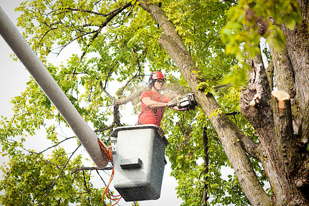 The Steps Involved in Our Tree Care Process in Hanover, MN